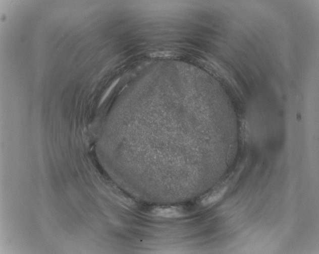 X0000070410557200606302039