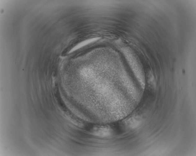 X0000070410559200606302039