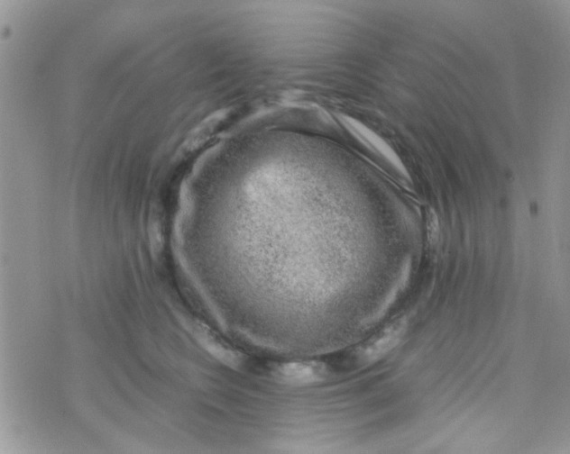 X0000070410566200606302039