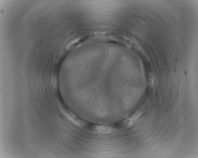 X0000070410568200606302039