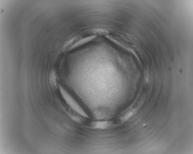 X0000070410575200606302039