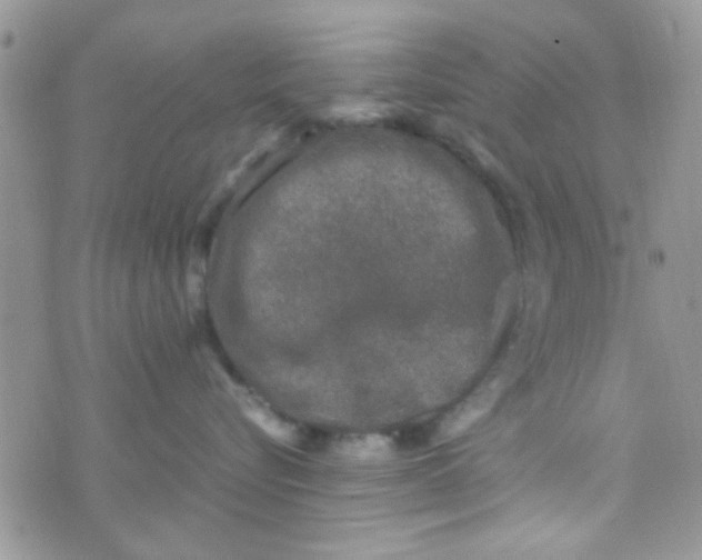 X0000070410576200606302039