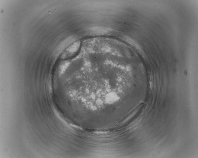 X0000070410582200606302038