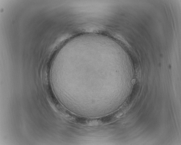 X0000070410587200606302038