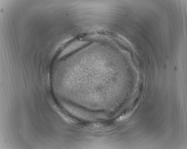 X0000070410589200606302038