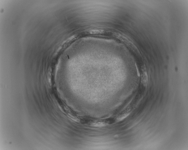 X0000070410604200606302038