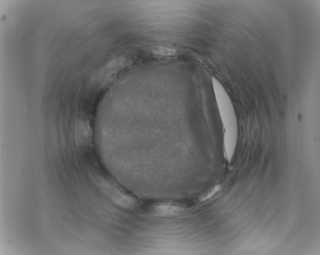 X0000070410614200606302038