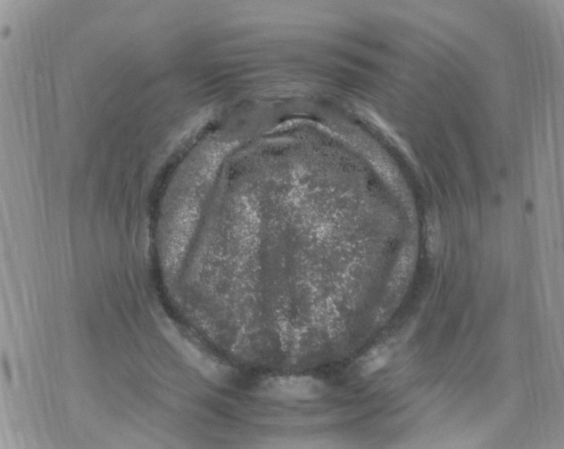 X0000070410637200606302037