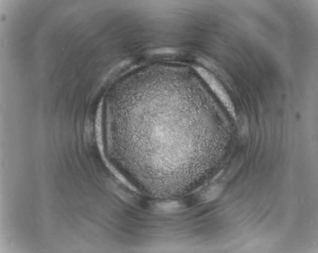 X0000070410669200606302038