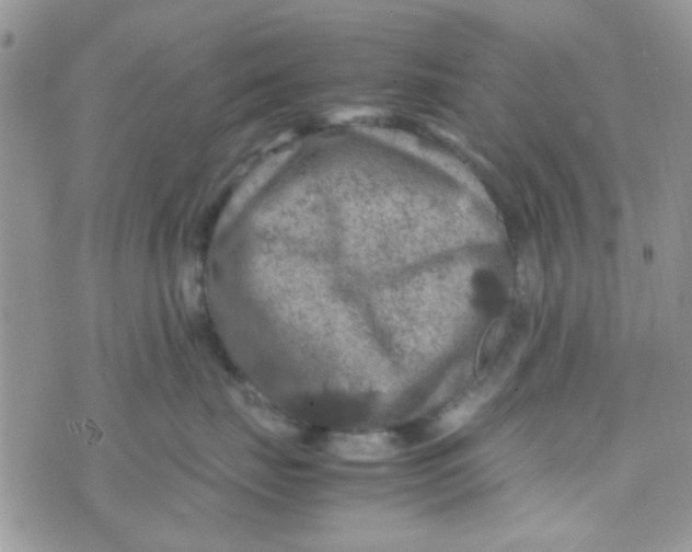 X0000070410671200606302038