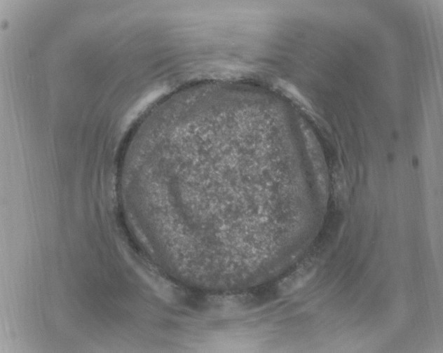 X0000070410679200606302037