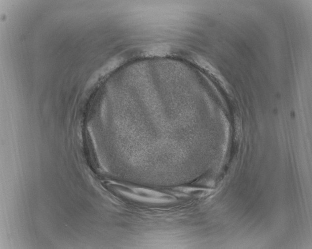 X0000070410681200606302037