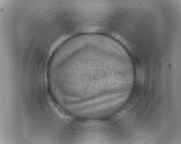 X0000070410682200606302037