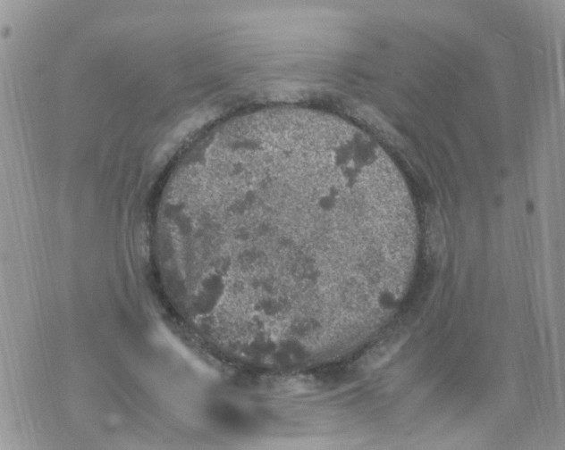 X0000070410683200606302037