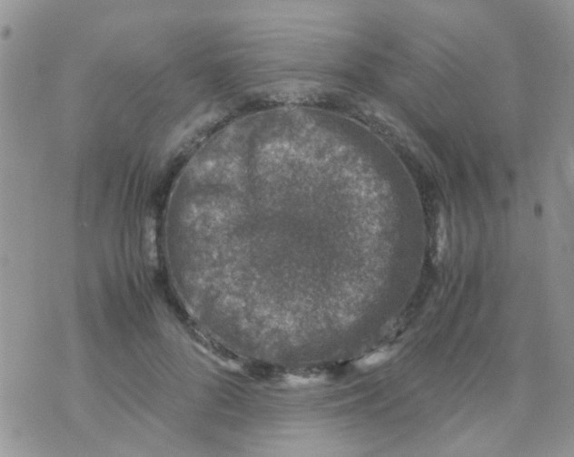 X0000070410696200606302036