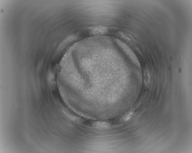 X0000070410714200606302036