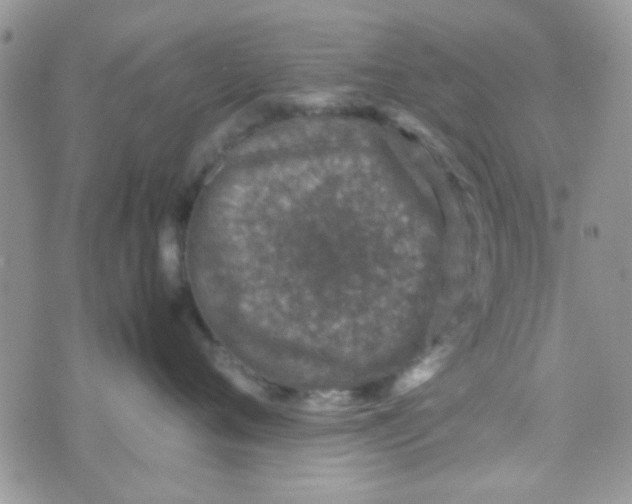 X0000070410720200606302036