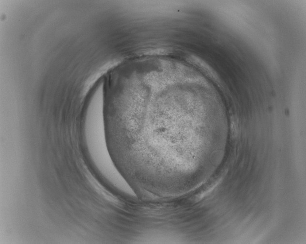 X0000070410725200606302035