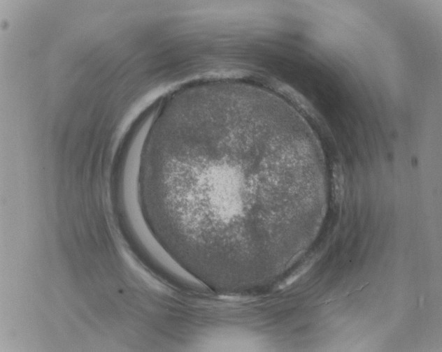 X0000070410726200606302035