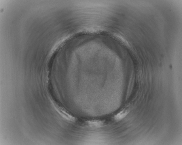 X0000070410736200606302036