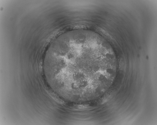 X0000070410737200606302036