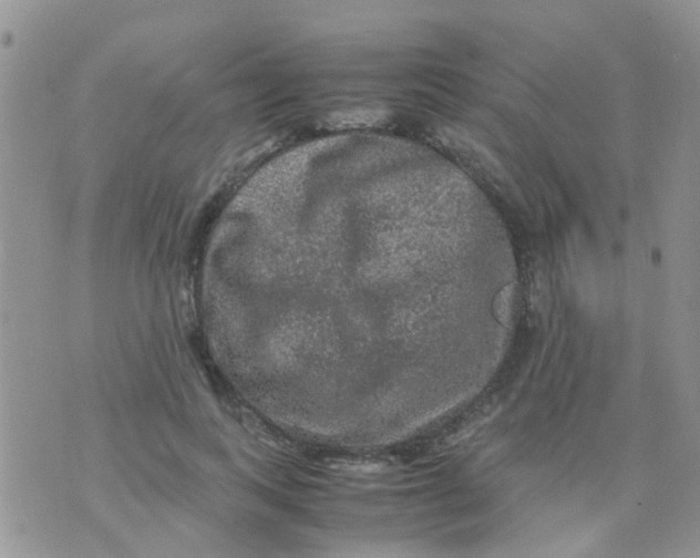 X0000070410743200606302036