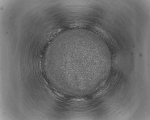 X0000070410749200606302036