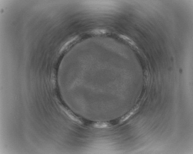 X0000070410762200606302036