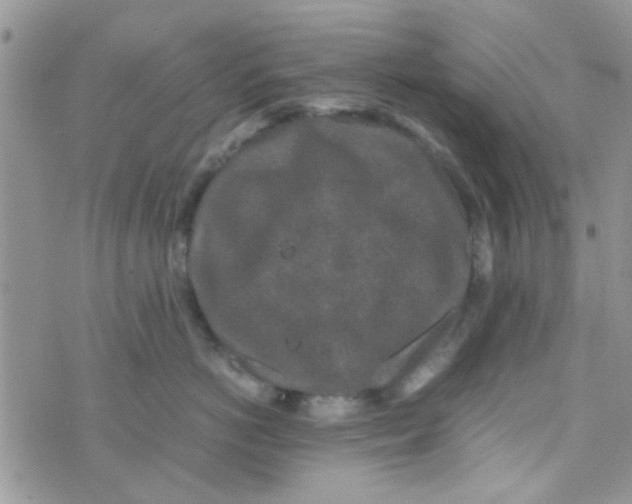 X0000070410766200606302036