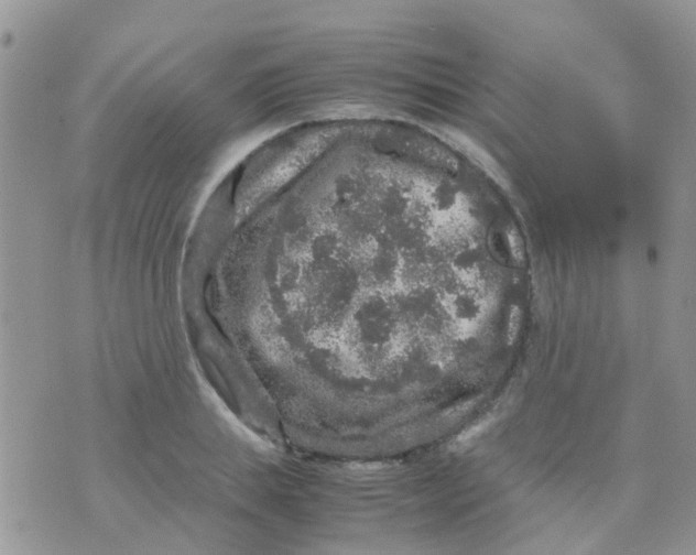 X0000070410839200606302034