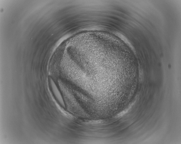 X0000070410845200606302034