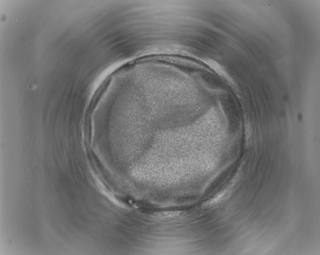 X0000070410846200606302034