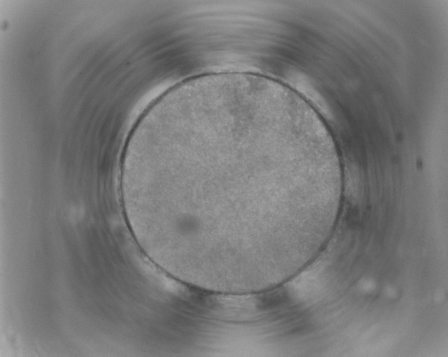 X0000070410856200606302034