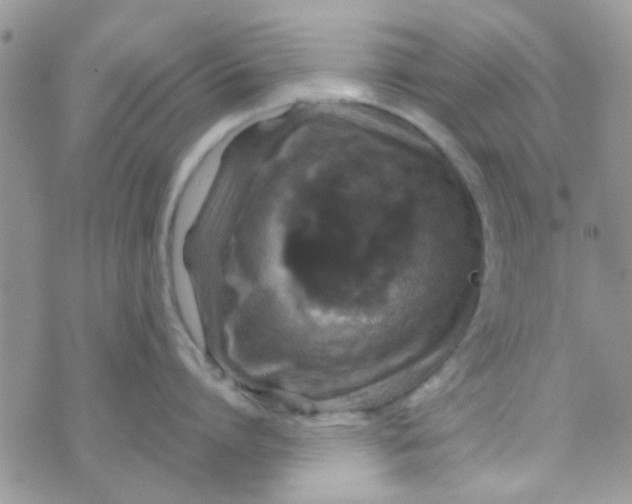 X0000070410864200606302034