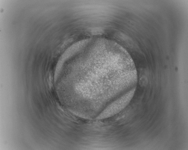 X0000070410866200606302034