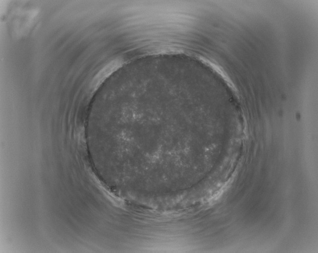 X0000070410881200606302033