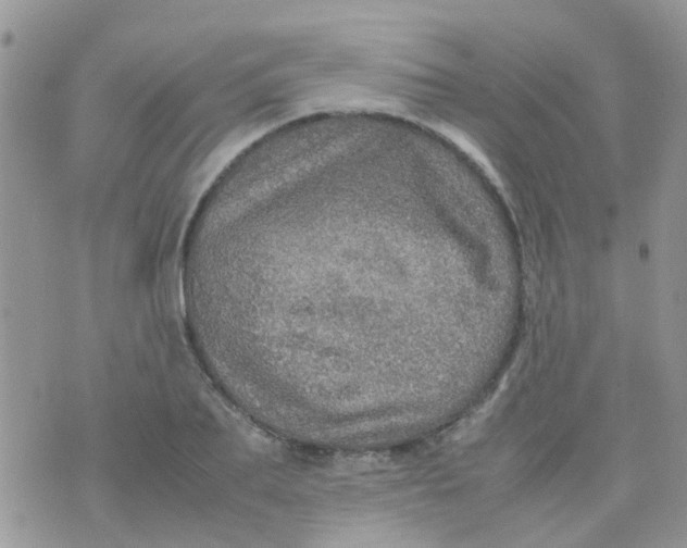 X0000070410887200606302033