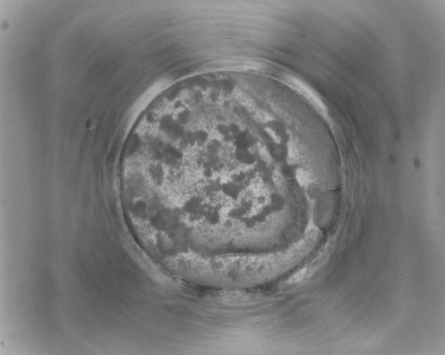 X0000070410907200606302033