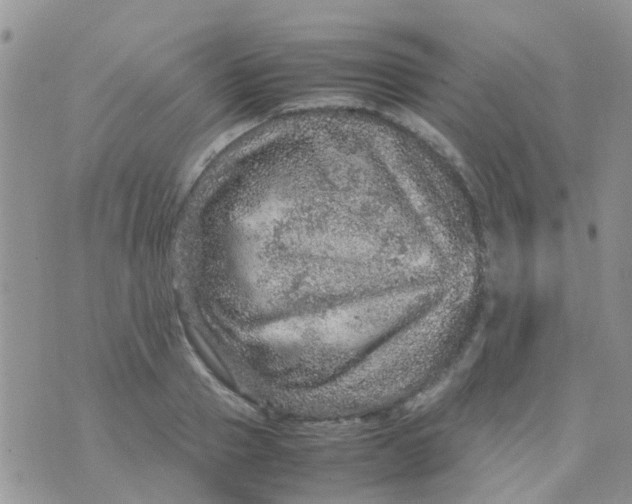 X0000070410937200606302033