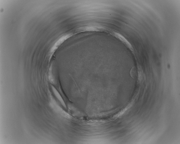 X0000070410938200606302033