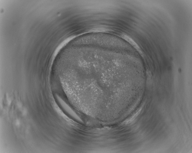 X0000070410939200606302033