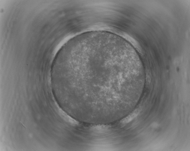 X0000070410950200606302033