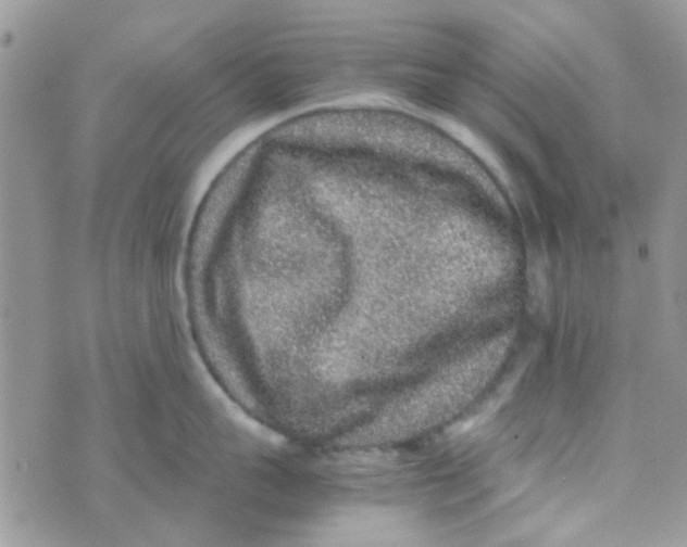 X0000070410959200606302033