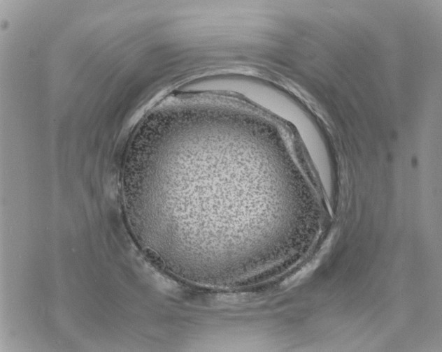 X0000070410985200606302032