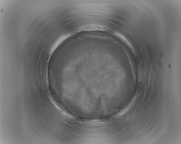 X0000070410986200606302032