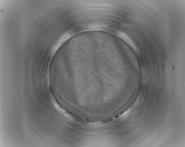 X0000070410994200606302032