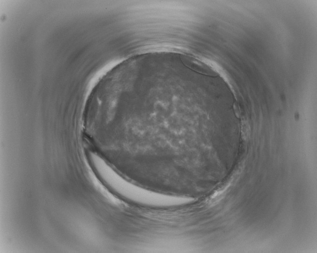 X0000070410995200606302032