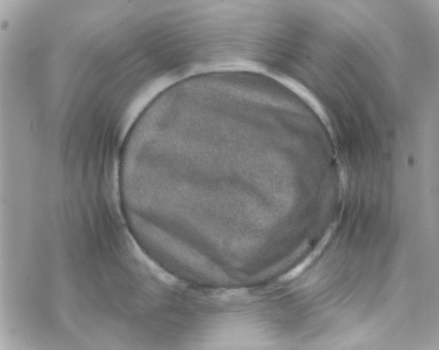 X0000070411006200606302031