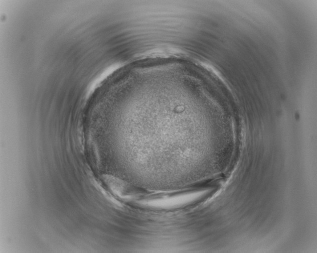 X0000070411018200606302031