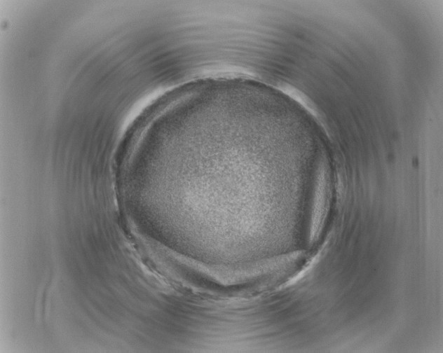 X0000070411022200606302031